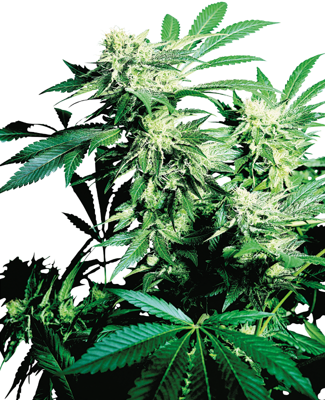 Skunk Kush Feminisierte Hanfsamen Sensi Seeds 3404