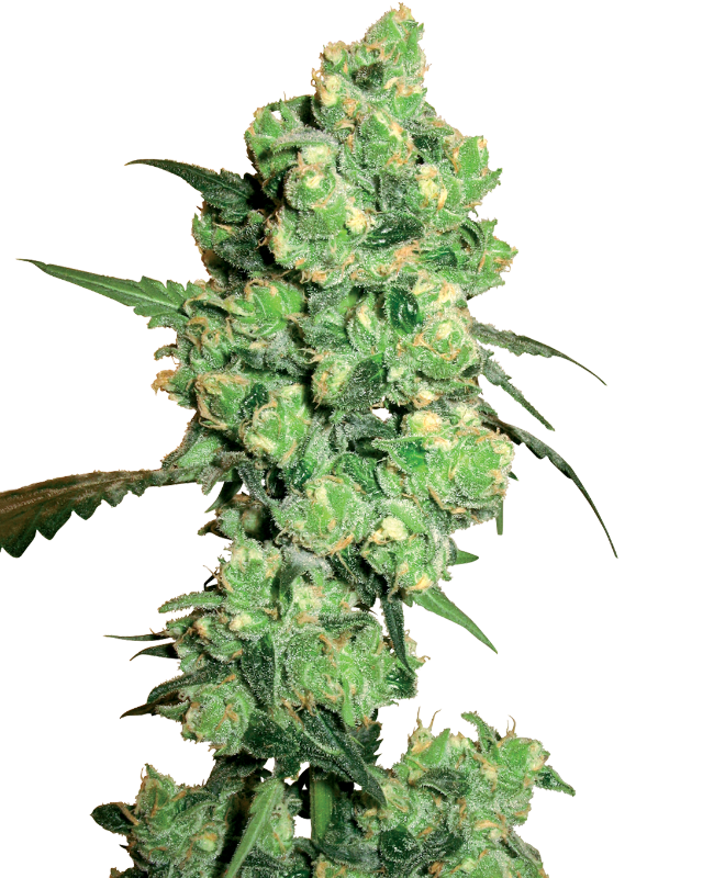 Picture of Super Skunk Regular Seeds by White Label