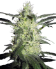 Picture of Silver Haze Feminized Seeds