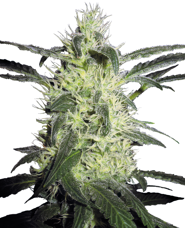 Picture of Silver Haze Feminized Seeds