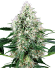 Picture of Pure Power Plant Automatic Seeds by White Label