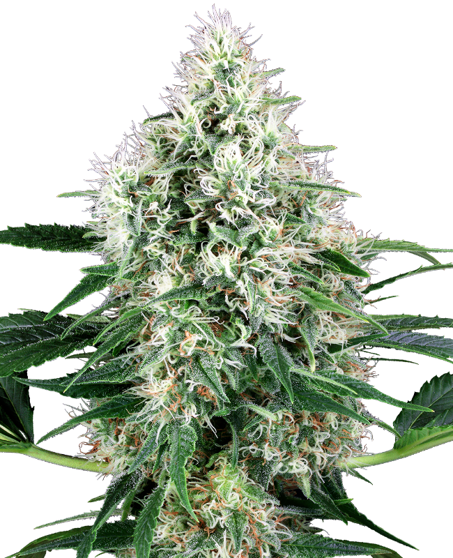 Picture of Pure Power Plant Automatic Seeds by White Label