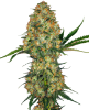 Picture of Hindu Kush Regular Seeds