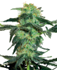 Picture of White Ice Feminized Seeds by White Label