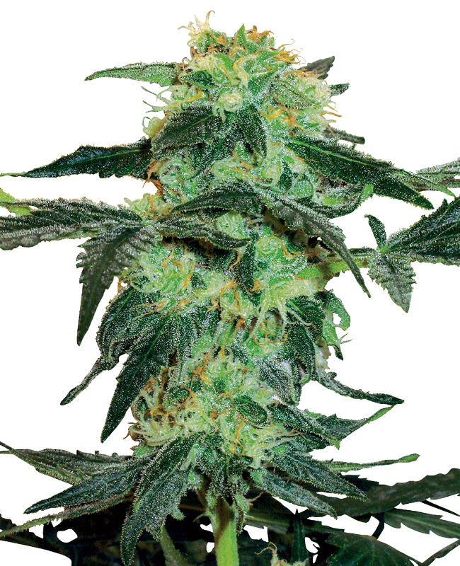 Picture of White Ice Feminized Seeds by White Label