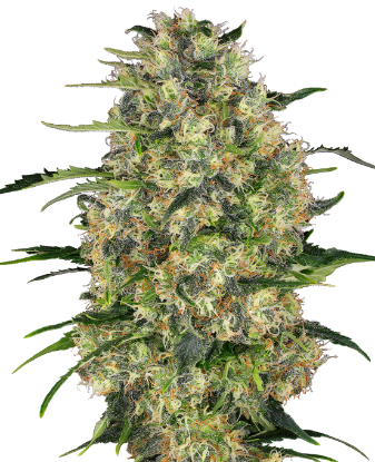 Picture of Black Domina Feminized Seeds