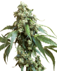 Picture of Jack Flash #5 Feminized Seeds