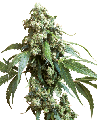 Picture of Jack Flash #5 Feminized Seeds