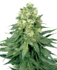 Imagem de Sementes de White Widow Feminizadas White Label