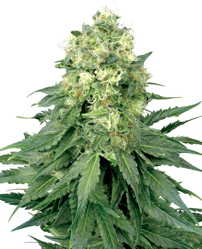 Imagem de Sementes de White Widow Feminizadas White Label