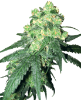 Picture of White Rhino Regular Seeds by White Label