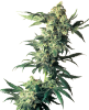 Picture of Northern Lights Feminized Seeds