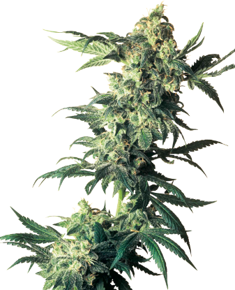 Picture of Northern Lights Feminized Seeds