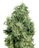 Picture of White Gold Feminized Seeds by White Label