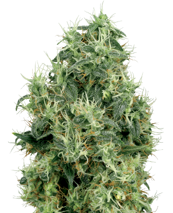 Picture of White Gold Feminized Seeds by White Label