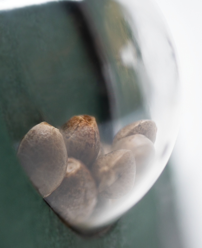 Image de Graines Michka® Régulières