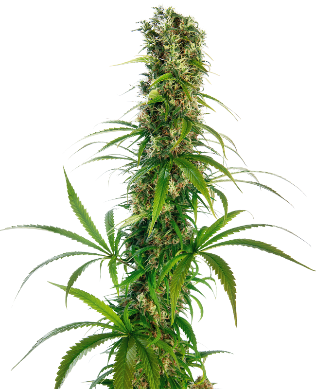 Image de Graines Michka® Régulières