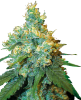 Picture of Jack Herer® Feminized Seeds