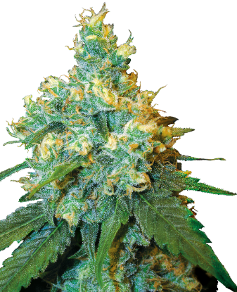 Picture of Jack Herer® Feminized Seeds