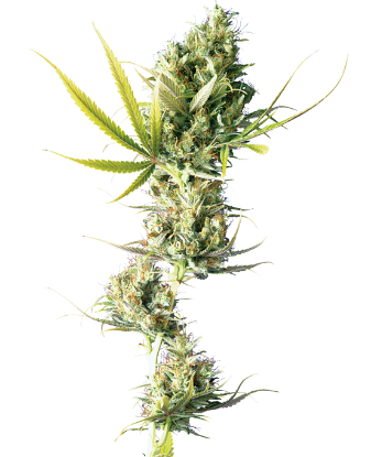 Mexican Sativa Regular Seeds-Sensi Seeds