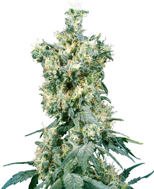 Picture of American Dream Regular Seeds