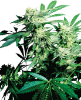 Obraz: Nasiona Regularne Skunk Kush