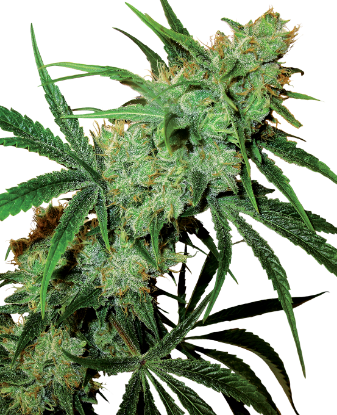 Picture of Fruity Juice Regular Seeds