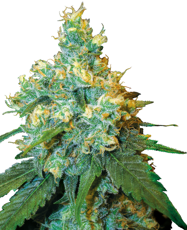 Picture of Jack Herer® Regular Seeds