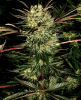 Picture of Pure Power Plant Feminized Seeds