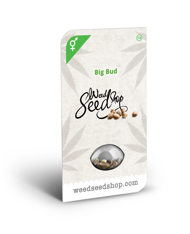 Picture of Big Bud Regular Seeds
