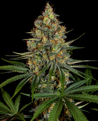 Picture of NYC Diesel Feminized Seeds