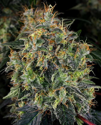 Picture of Top 44 Feminized Seeds
