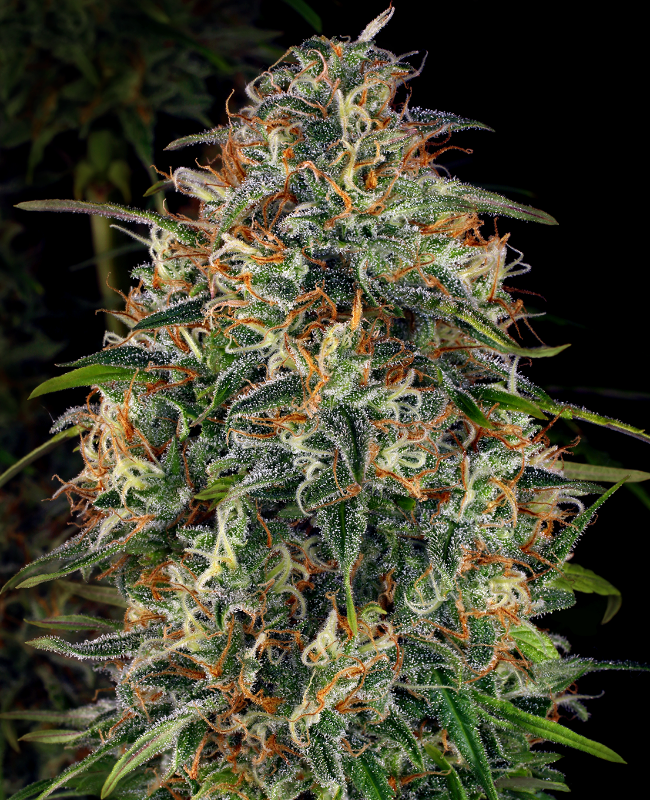 Picture of WSS Skunk Feminized Seeds
