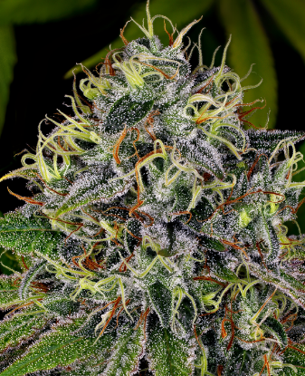 Picture of White Widow Feminized Seeds