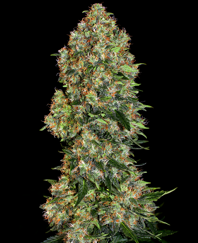 Picture of Skunk #1 Feminized Seeds
