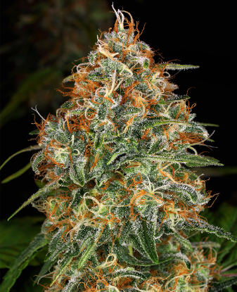 Picture of K-Train Feminized Seeds