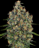 Picture of Super Cheese Feminized Seeds