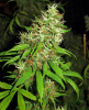 Picture of Super Silver Cheese Feminized Seeds