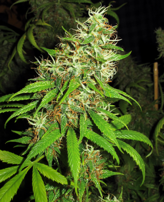 Picture of Super Silver Cheese Feminized Seeds