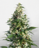 Picture of Cheese Feminized Seeds