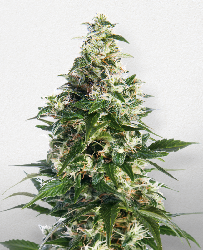 Picture of Cheese Feminized Seeds