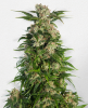 Picture of Trainwreck Feminized Seeds