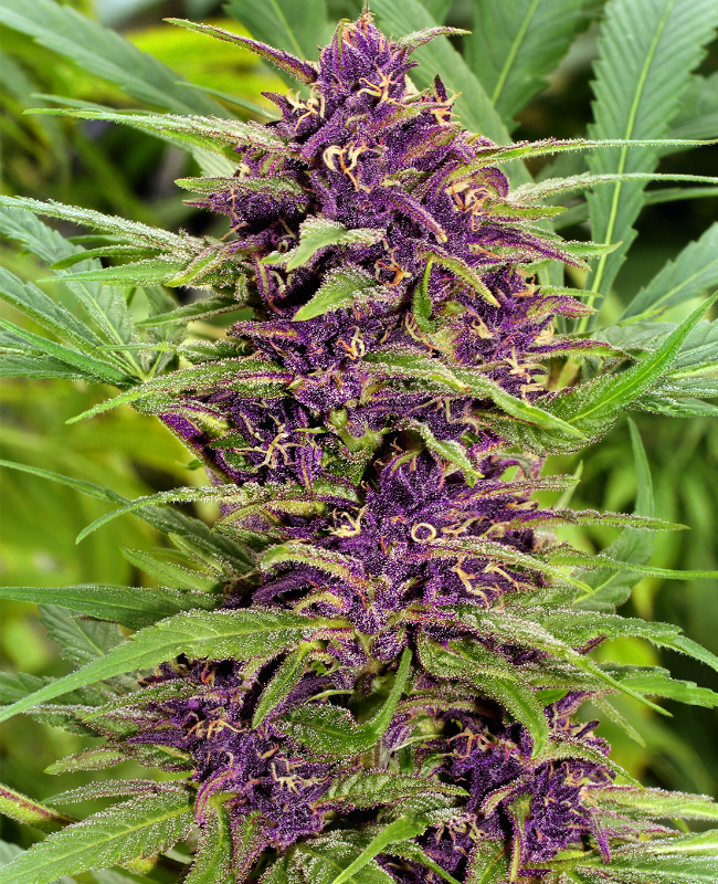 Picture of New Purple Power Regular Seeds