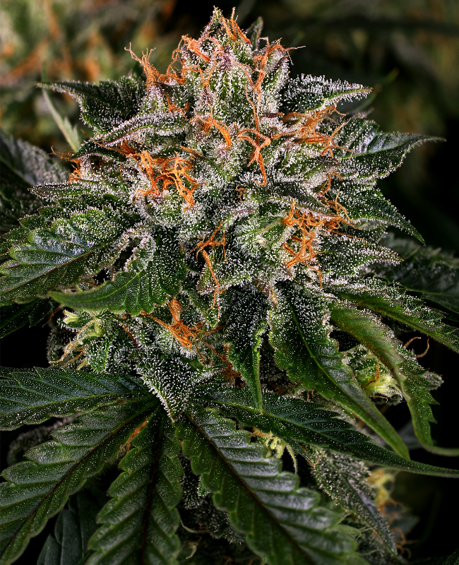 Picture of Critical Kush Feminized Seeds