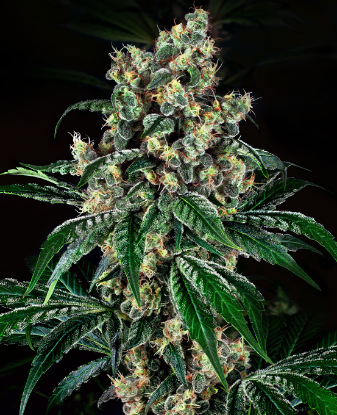 Picture of Kandy x Nicole Feminized Seeds