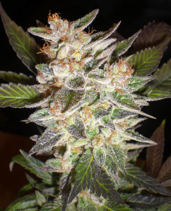 Picture of Cheese x Candy Kush Feminized Seeds