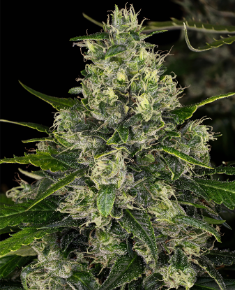 Picture of Double Tangie Banana Feminized Seeds