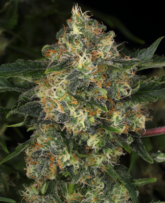 Picture of Guava Cake Feminized Seeds