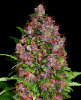 Picture of Purple Bud Feminized Seeds