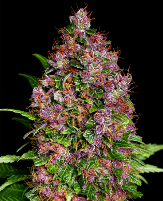 Image de Graines de Purple Bud Féminisées